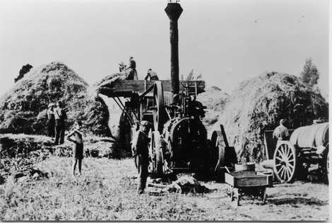 Das Bild zeigt die Dreschmaschine, daneben die "Tristen". Man sieht die Männer, die die Strohgarben auf die Maschine hinaufreichen, wo die Frauen sie in Empfang nehmen.